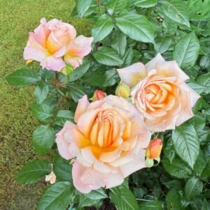 Grossherzogin Luise Rose