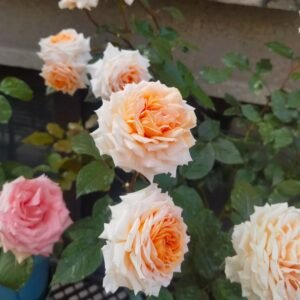 Grossherzogin Luise Rose