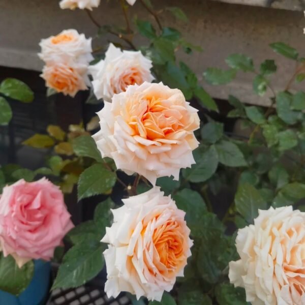 Grossherzogin Luise Rose