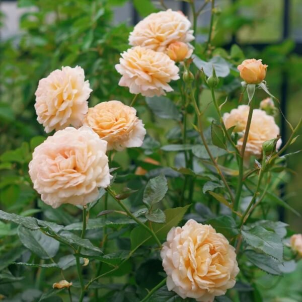 Grossherzogin Luise Rose
