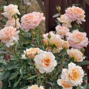 Grossherzogin Luise Rose