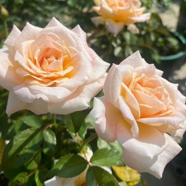 Grossherzogin Luise Rose