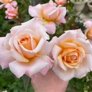 Grossherzogin Luise Rose