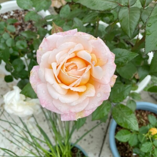 Grossherzogin Luise Rose