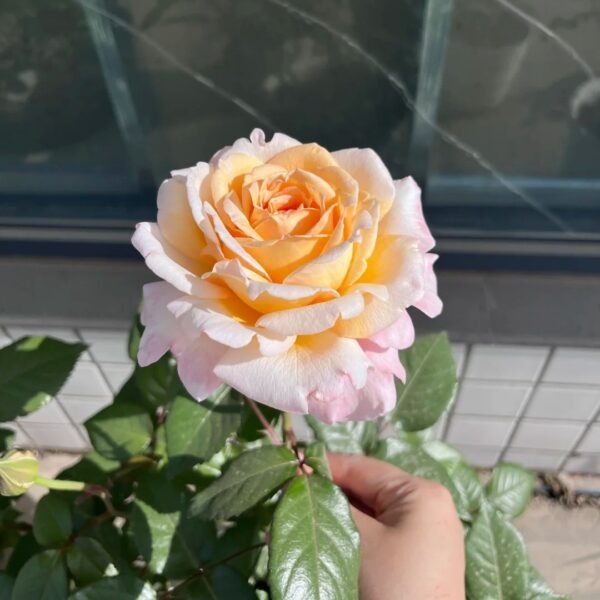 Grossherzogin Luise Rose