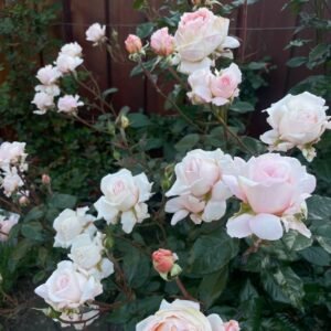 Grossherzogin Luise Rose