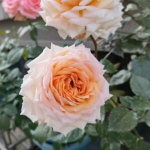 Grossherzogin Luise Rose