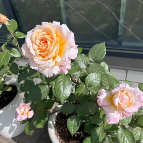 Grossherzogin Luise Rose