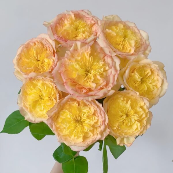 Henri Delbard Rose