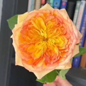 Henri Delbard Rose