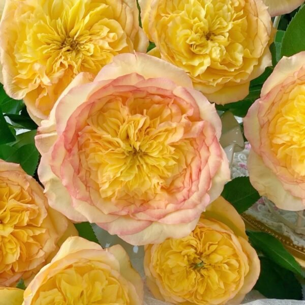 Henri Delbard Rose