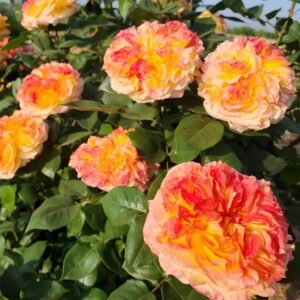 Henri Delbard Rose