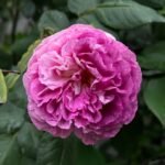 Huddersfield Choral Society Rose