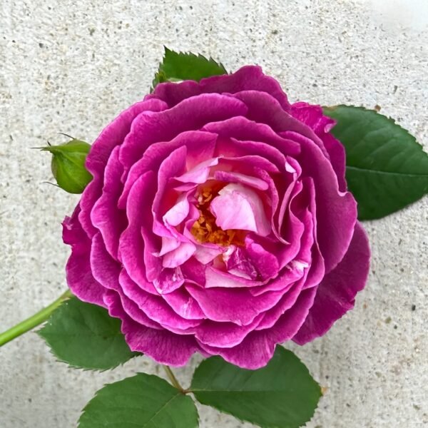 Huddersfield Choral Society Rose