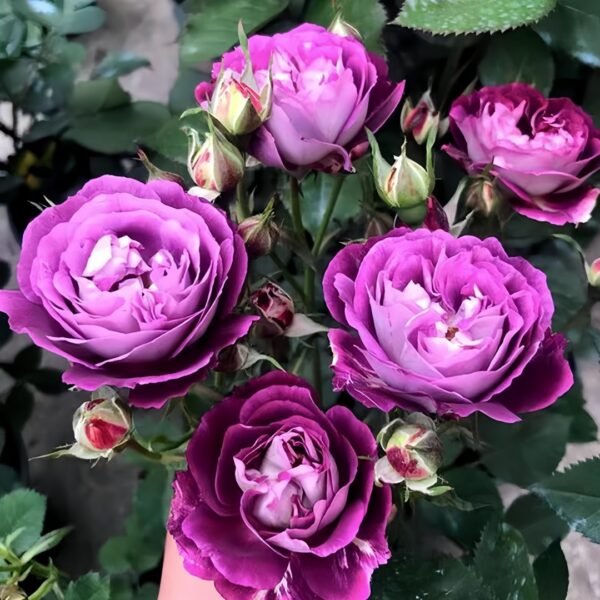 Huddersfield Choral Society Rose