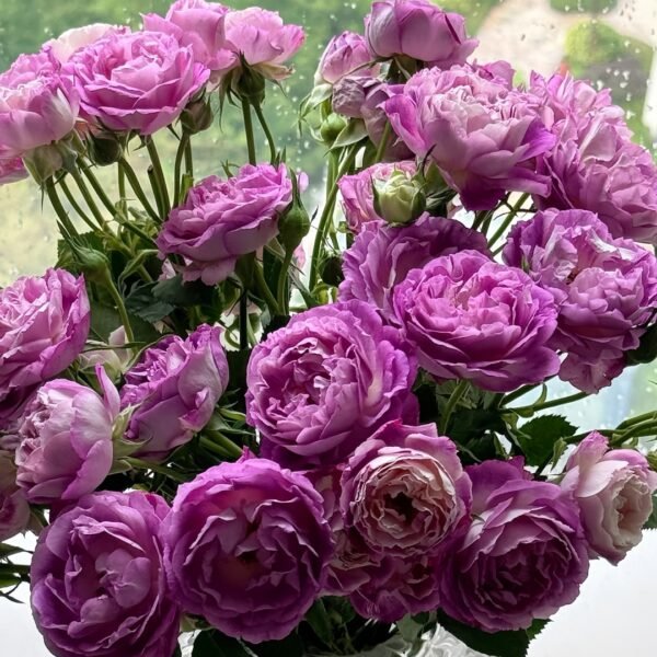 Huddersfield Choral Society Rose