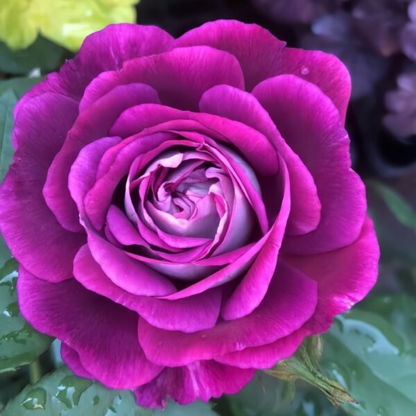 Huddersfield Choral Society Rose