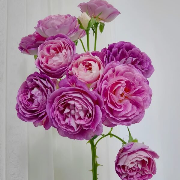 Huddersfield Choral Society Rose