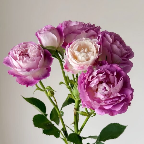 Huddersfield Choral Society Rose