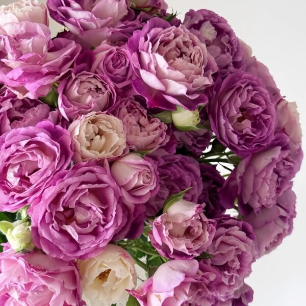 Huddersfield Choral Society Rose