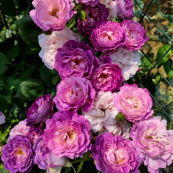 Huddersfield Choral Society Rose