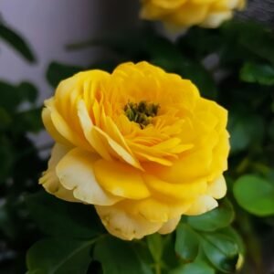 Inka Rose Plant|樱卡 - 图片 5