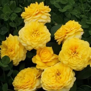 Inka Rose Plant|樱卡 - 图片 9