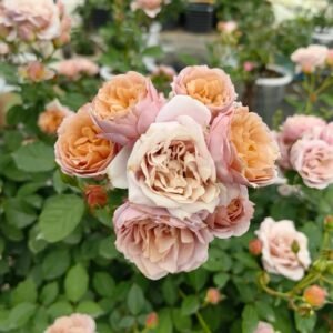 Iori Rose Plant｜八神庵 - 图片 8