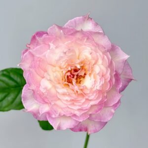 Jade Bowl Lace Rose