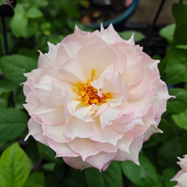Jade Bowl Lace Rose