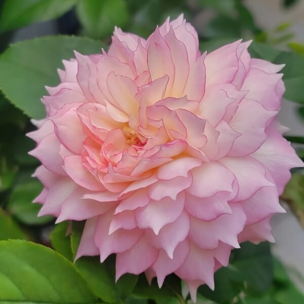 Jade Bowl Lace Rose