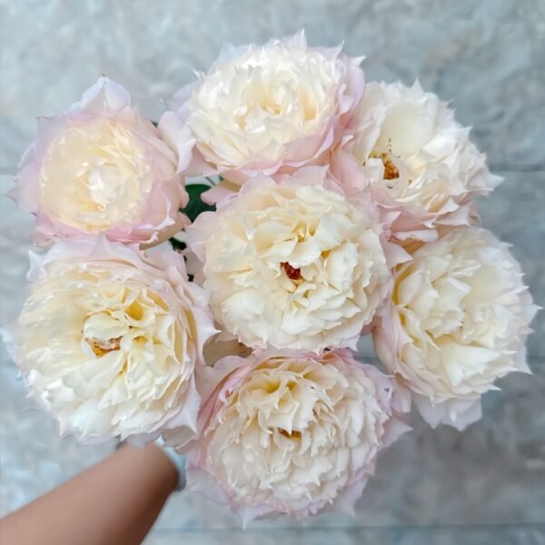 Jade Bowl Lace Rose