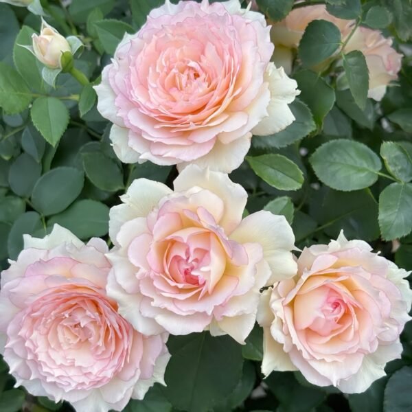 Jade Bowl Lace Rose