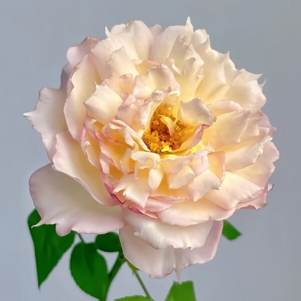 Jade Bowl Lace Rose