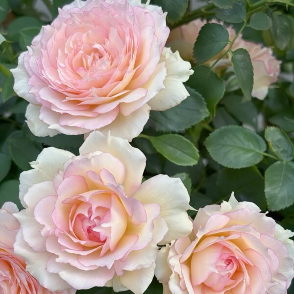 Jade Bowl Lace Rose
