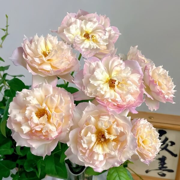 Jade Bowl Lace Rose