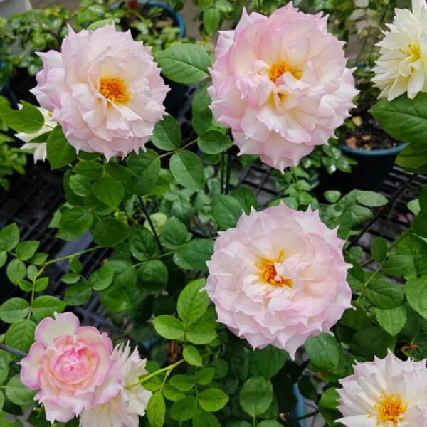 Jade Bowl Lace Rose