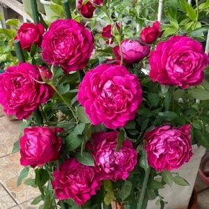 Janice kellogg Rose Plant|詹尼斯·凯洛格 - 图片 10