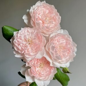 Jiashu Rose