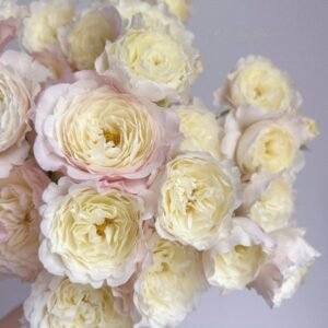 Jolie Fille Rose