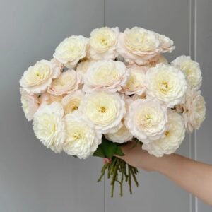 Jolie Fille Rose