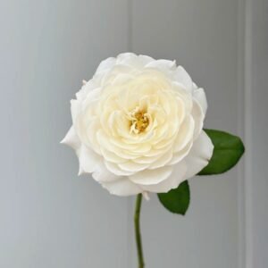 Jolie Fille Rose