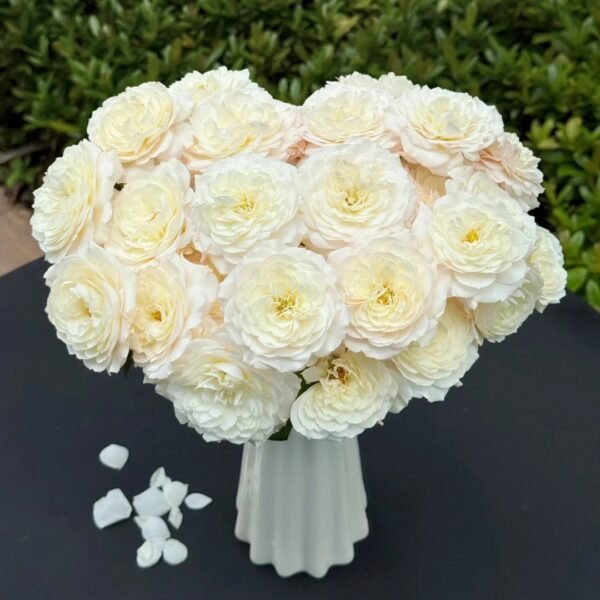 Jolie Fille Rose