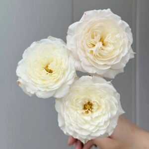 Jolie Fille Rose