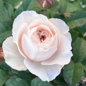 Jolie Fille Rose