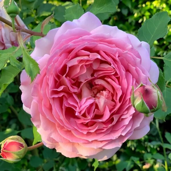 Jubilee Celebration Rose01 Jubilee Celebration Rose