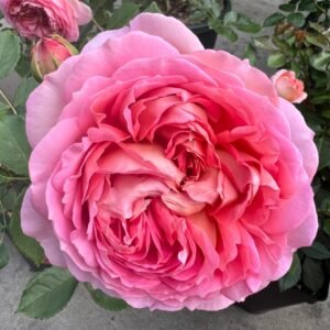 Jubilee Celebration Rose