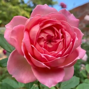 Jubilee Celebration Rose