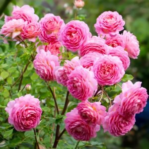 Jubilee Celebration Rose