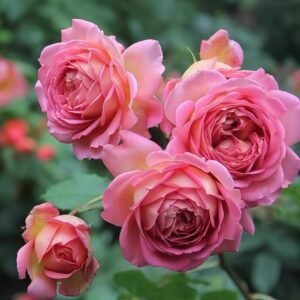 Jubilee Celebration Rose
